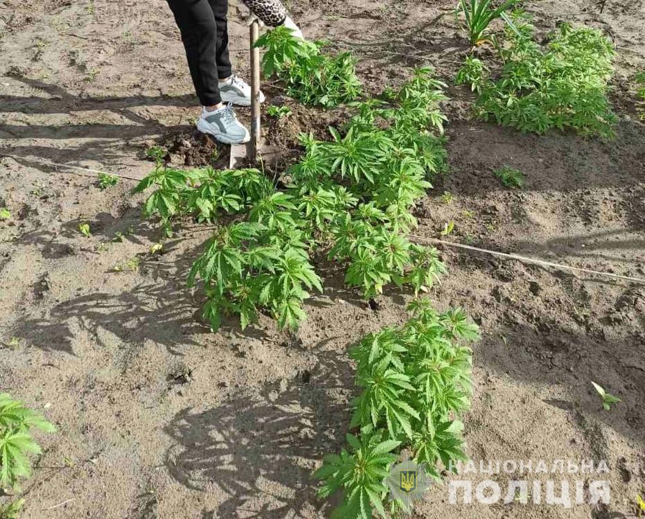 Харьковские полицейские арестовали «садовода», который выращивал каннабис под домом (фото)