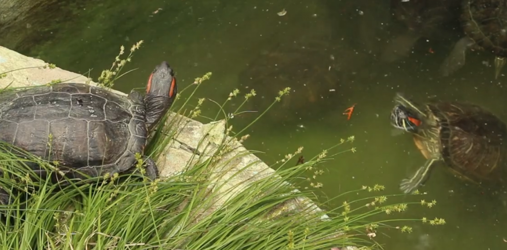 У Харківському зоопарку відзначатимуть День черепахи (відео)