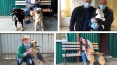 Более 500 животных из харьковского приюта нашли новых хозяев