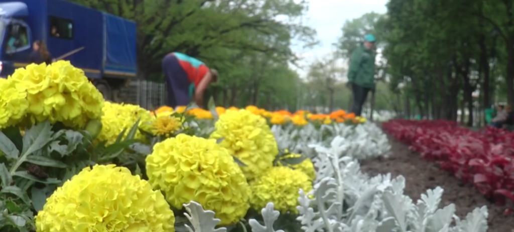Сад Шевченка прикрашають чорнобривцями та петуніями (відео)