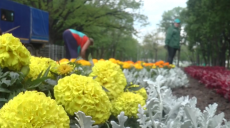 Сад Шевченка прикрашають чорнобривцями та петуніями (відео)