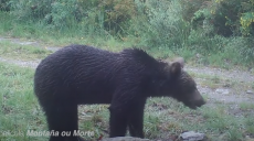 Іспанія: на північному заході країни з’явився бурий ведмідь (відео)