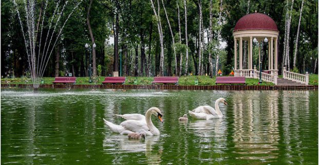 На озеро в центре Харькова после зимовки вернулись лебеди (фото)