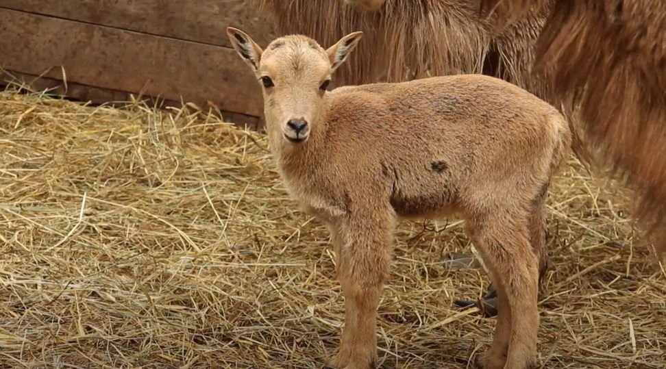 У Харківському зоопарку — поповнення у сімействі червонокнижких баранів (відео)