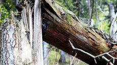 На прохожего в Харькове упало дерево – мужчину увезла «скорая»