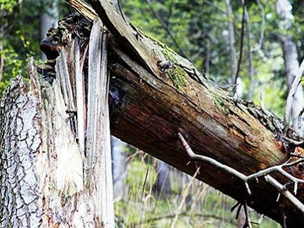 Из-за непогоды в Харькове упало несколько десятков деревьев, местами остановили транспорт