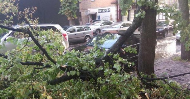 В Харькове дерево упало на контактную сеть (фото)