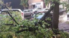 Движение троллейбусов было остановлено на Павловом Поле из-за упавшего дерева