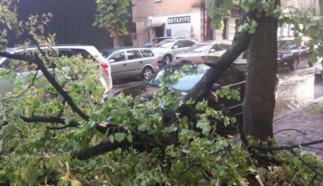 Движение троллейбусов было остановлено на Павловом Поле из-за упавшего дерева