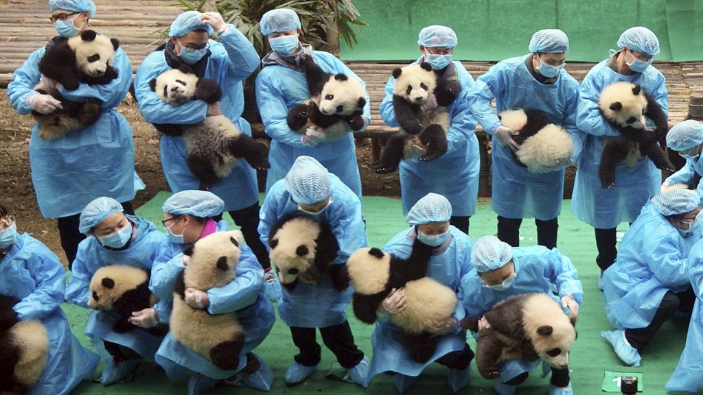 В Китае на наличие коронавируса проверили больше двух сотен панд