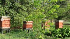 60% пасік Харківщини – в окупації: як виживають бджолярі та бджоли під час війни (відео)