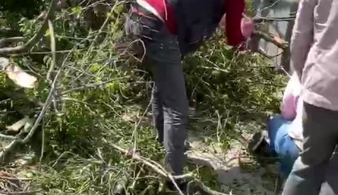 На прохожих в центре Харькова упало дерево. Один пострадавший госпитализирован