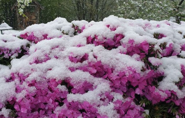 В Карпатах выпал снег (фото)