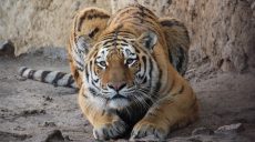 Тигр Єлисей святкує день народження у Харківському зоопарку