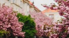 Молоді митці запрошуються до участі у конкурсі «Весняні свята України»