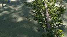 На 10-летнюю девочку упала ветка в парке Шевченко