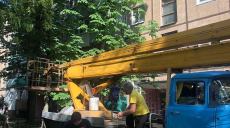 У Харкові 4 доби визволяли кішку із «гіллястого полону» (фото)