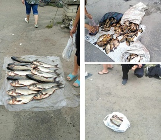 Рыбоохранный патруль изъял 95 кг рыбы на рынке Харьковщины