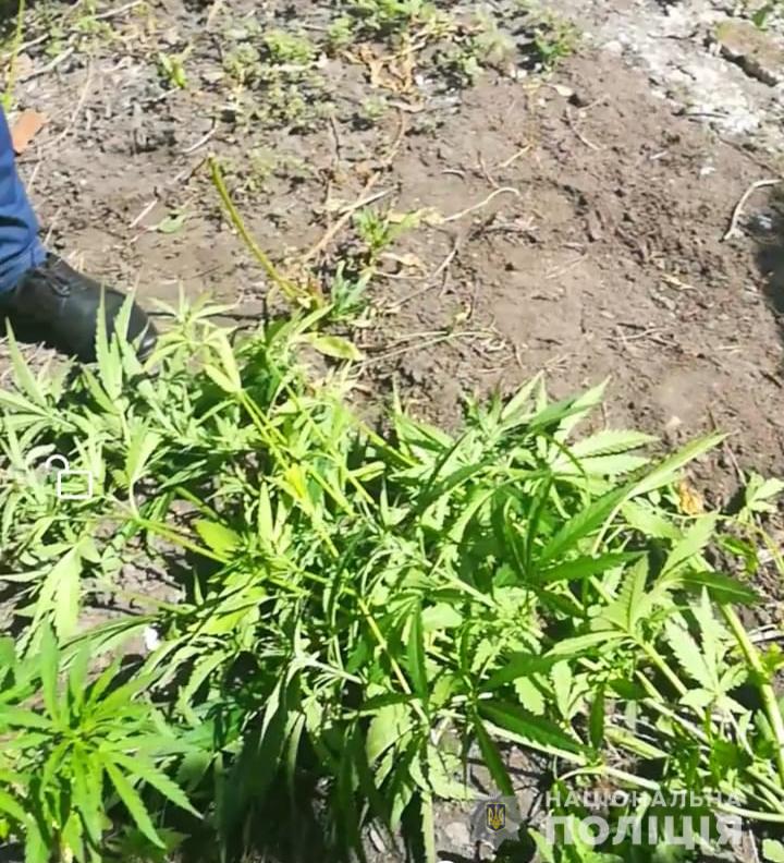 Полицейские разоблачили двух жителей Харьковщины на выращивании конопли и мака (фото)
