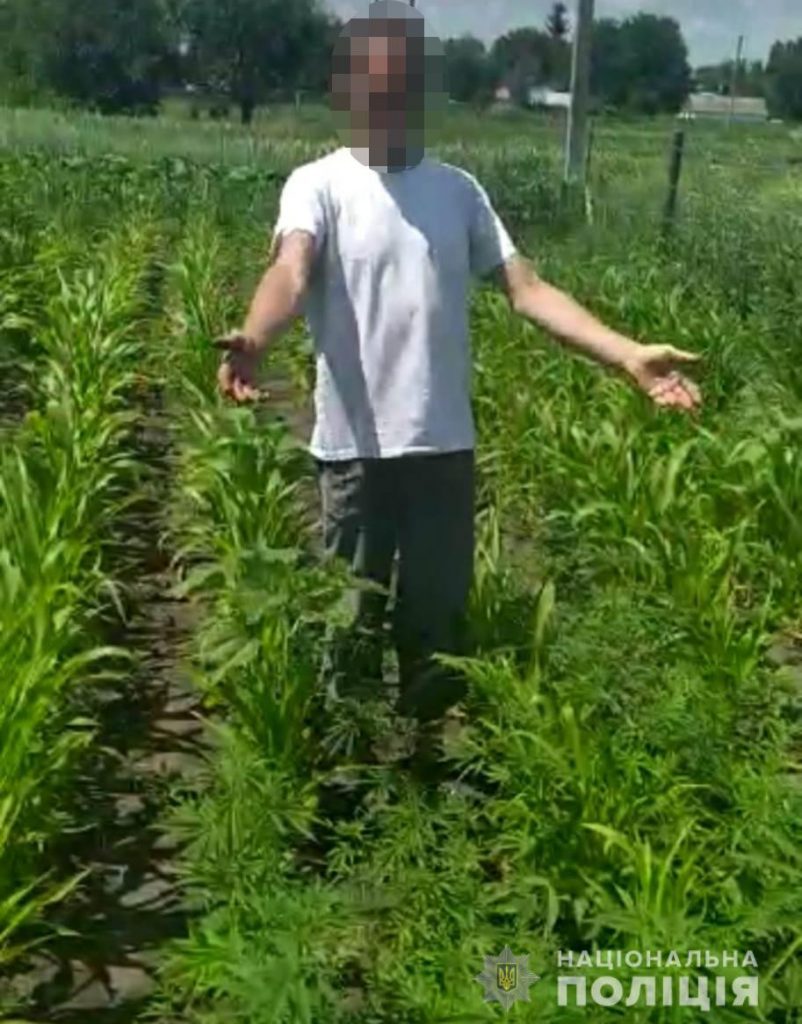 На Харьковщине селянин выращивал коноплю в теплице для собственного потребления (фото)