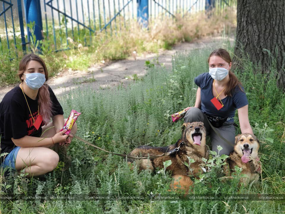 Более семи тысяч животных забрали из харьковского приюта (фото)