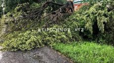 В Харькове из-за непогоды упали деревья (фото, видео)