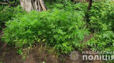 Харьковчанин посадил 1100 кустов конопли, обкурился и порезал стеклом копа (фото)