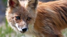 На Харьковщине участились нападения диких животных на людей