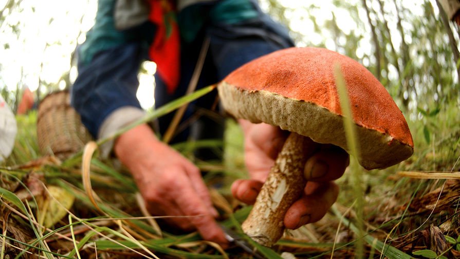 Подросток на Харьковщине отравился грибами