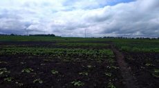 В Харьковской области изъяли более 70 кустов конопли у рецидивиста (фото)