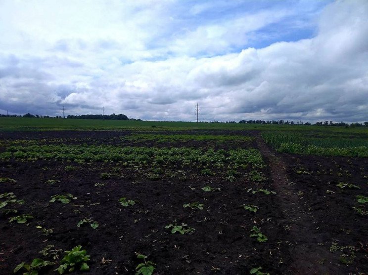 В Харьковской области изъяли более 70 кустов конопли у рецидивиста (фото)