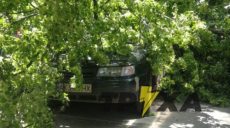 В центре Харькова на автомобиль упало дерево (фото)