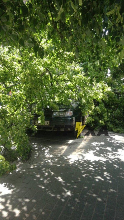 В центре Харькова на автомобиль упало дерево (фото)