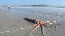 Огромного кальмара вынесло на берег в ЮАР (видео)