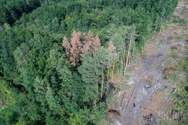В Раде приняли закон о национальной инвентаризации лесов