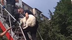 Спасатели освободили брошенную собаку из харьковской квартиры (фото)