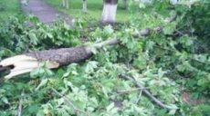 В Харьковской области под упавшей веткой дерева умер работник поселкового совета