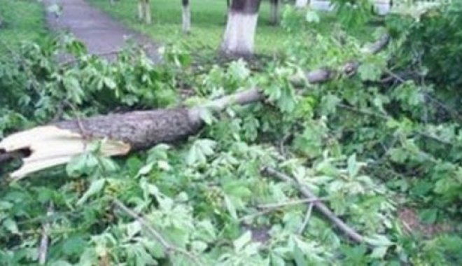 В Харьковской области под упавшей веткой дерева умер работник поселкового совета