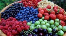 Весенние заморозки станут причиной низкого урожая овощей и ягод, – Укргидрометцентр