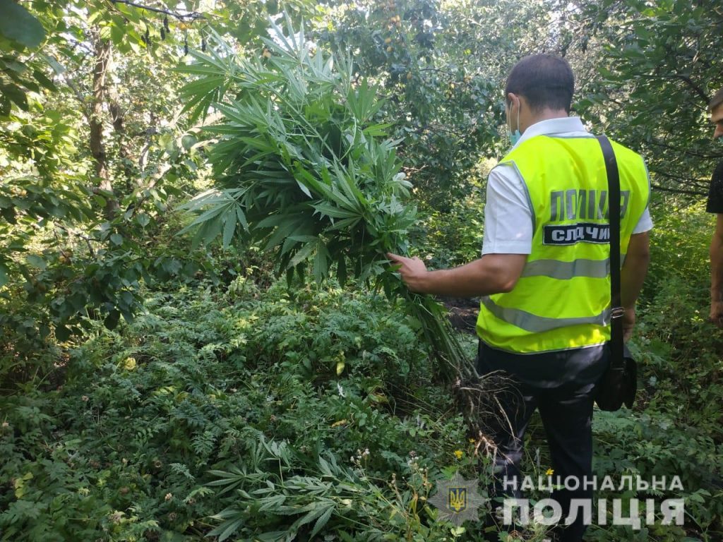 Полиция изъяла около 150 кустов конопли на Харьковщине (фото)