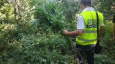 Полиция изъяла около 150 кустов конопли на Харьковщине (фото)