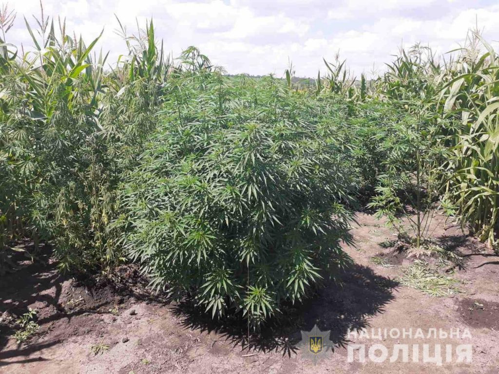 11 кустов конопли выращивал мужчина у себя в огороде на Харьковщине (фото)