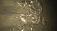 На берегу реки Северский Донец — кучи мертвой рыбы (фото, видео)
