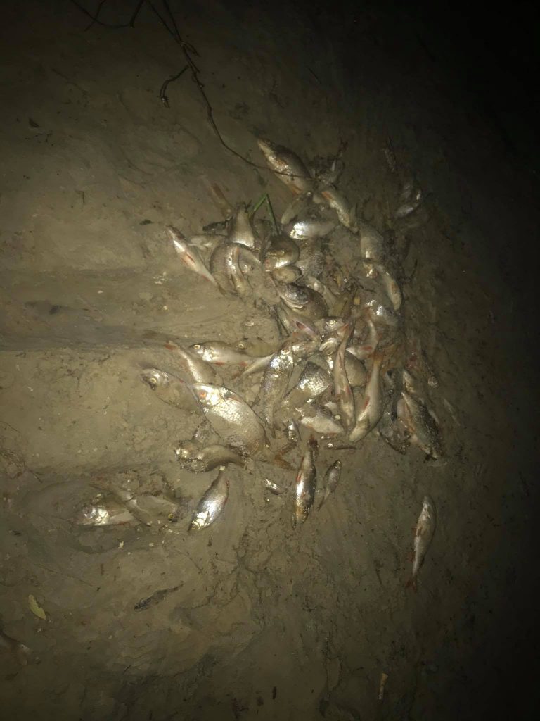 На берегу реки Северский Донец — кучи мертвой рыбы (фото, видео)