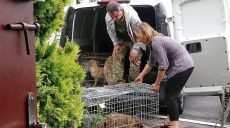 Найнижча кількість безпритульних собак України в Харкові