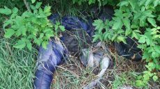 На Харьковщине найдены останки мужчины