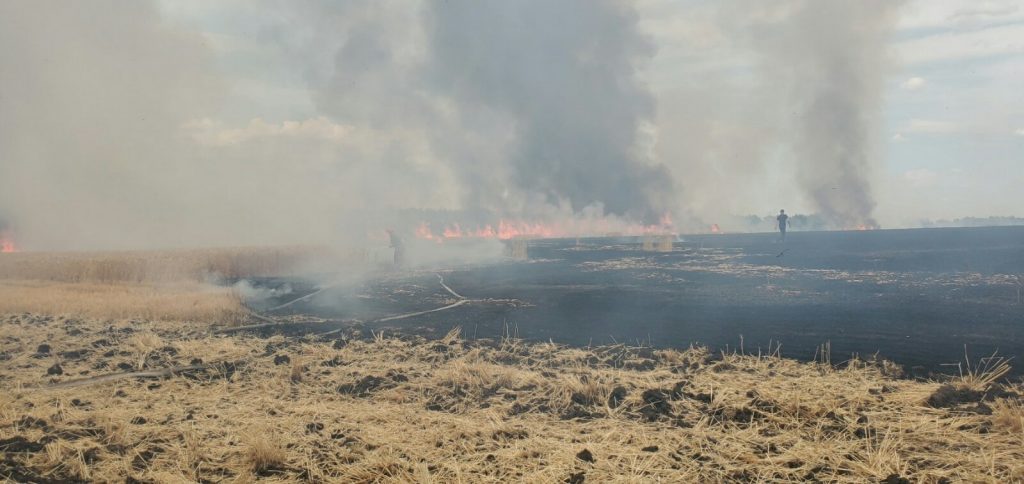 В Балаклейском районе загорелось очередное пшеничное поле (видео)