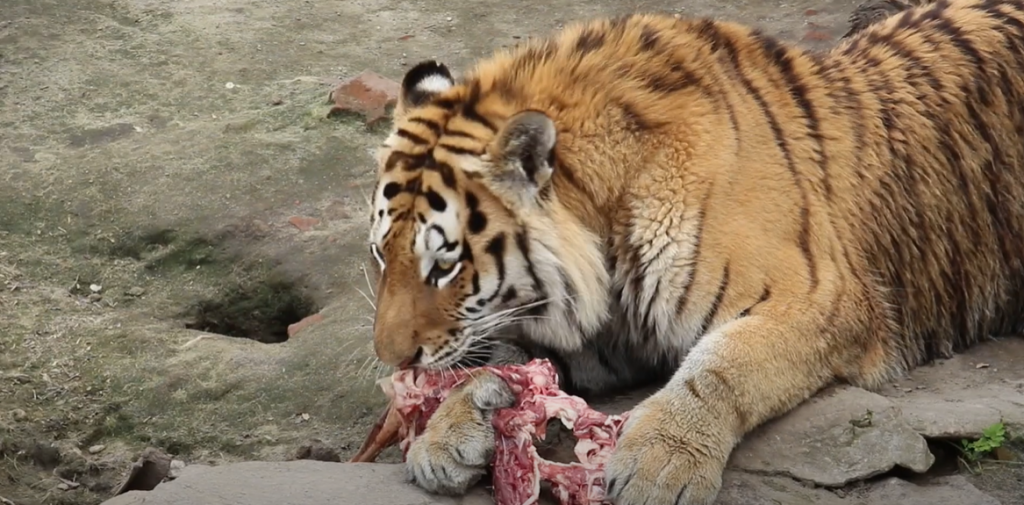 Як харків’янин Єлисей Міжнародний день тигра відзначив (відео)
