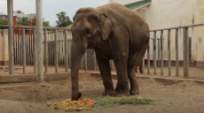 Харківській слонисі Тенді подарували ріг достатку (відео)