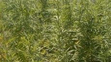 Около 100 кустов конопли нашли у жителя Харьковщины
